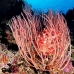 seawhip_pc_v_0705_png2018.jpg